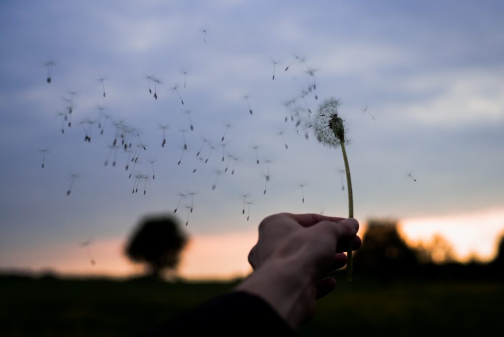 Hand holding a wind blown dandelion 