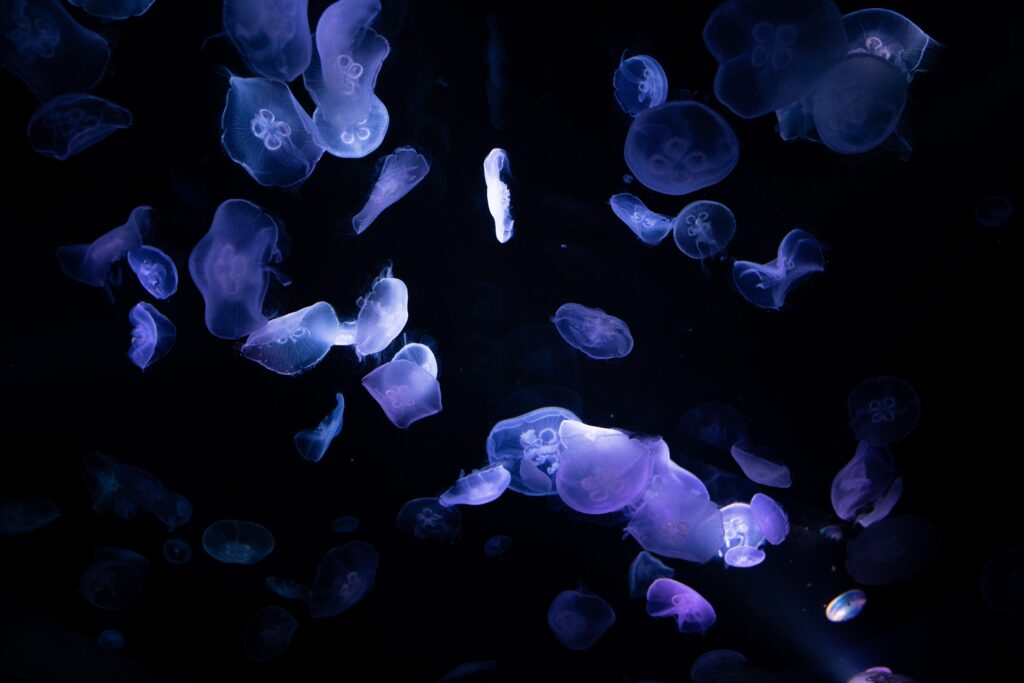 Jellyfish floating around